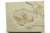 Two Cretaceous Fossil Shrimp - Lebanon #376617-1